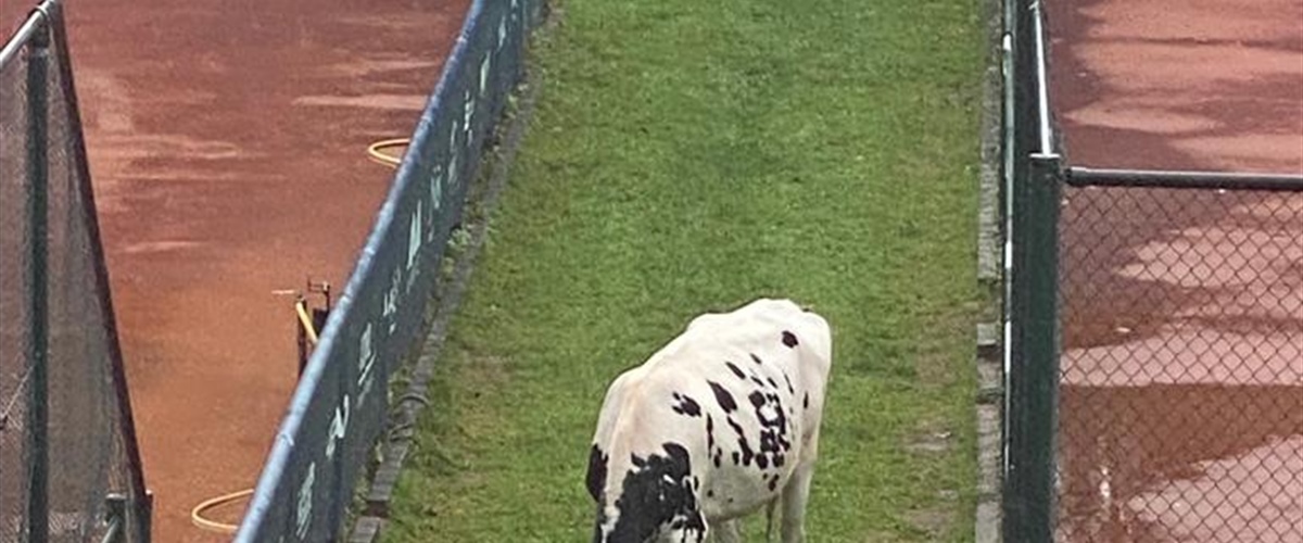 Seltene Zuschauer...